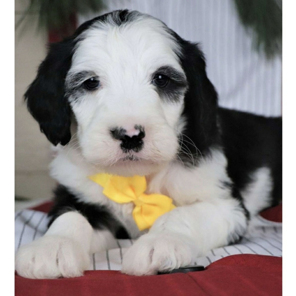 Meet your Posher, Hope